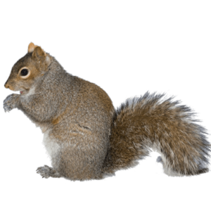 San Antonio Squirrel Removal